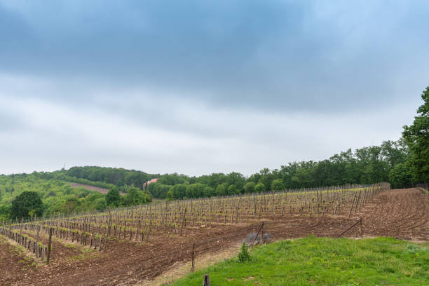 istock large field of young vineyards 1146619903