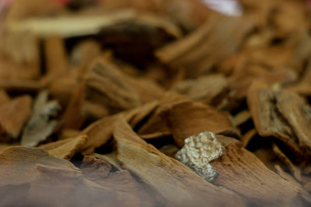 istock Dry Quinine herb for medicine 1146620094