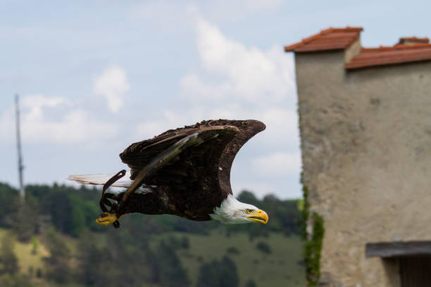 istock Flying bald eagle lat. haliaeetus leucocephalus in a park 1146620225