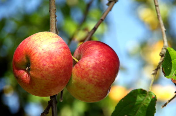 istock 2 red apples on the sprig just before harvesting 1146620872