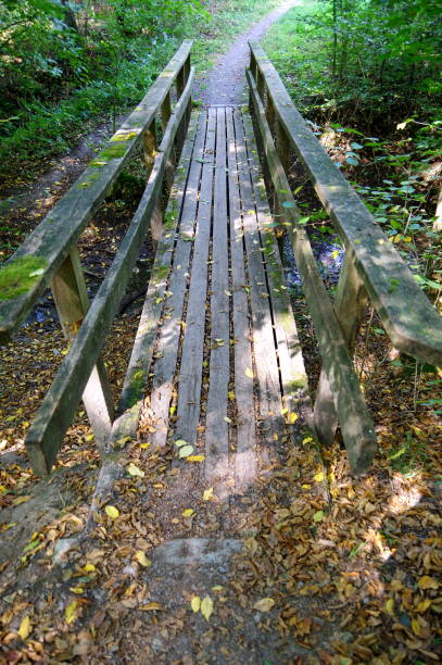 istock Simple wooden bridge in the forest in beautiful light 1146621099