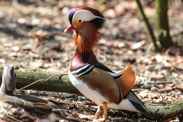 kaczka mandarynka, aix galericulata w niemieckim zoo - duck pond mandarin red zdjęcia i obrazy z banku zdjęć