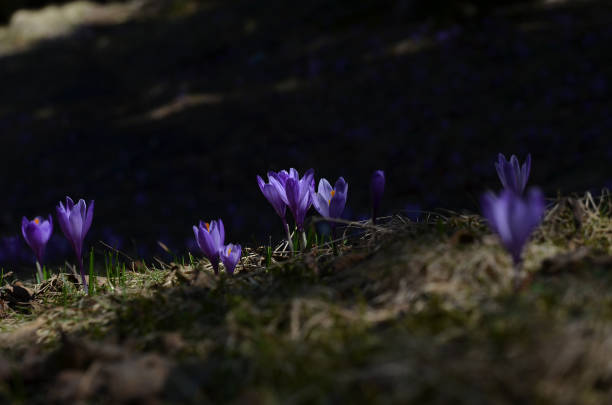 Purple Crocuses at early spring stock photo