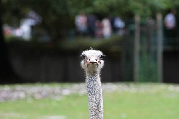 The common ostrich, Struthio camelus, or simply ostrich, is a species of large flightless bird native to Africa. It is one of two extant species of ostriches
