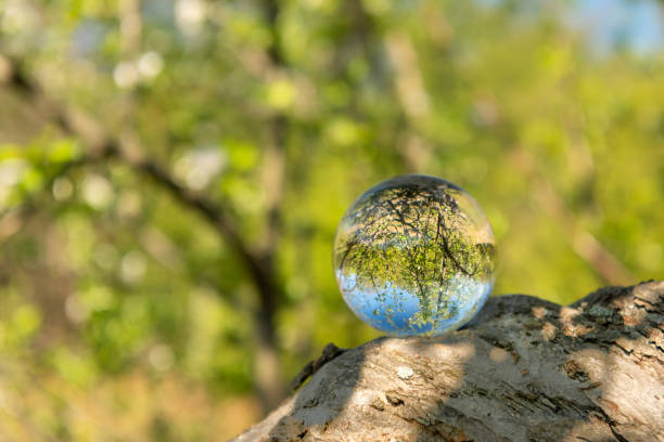 istock A glass ball lying on a branch of a tree 1146622692