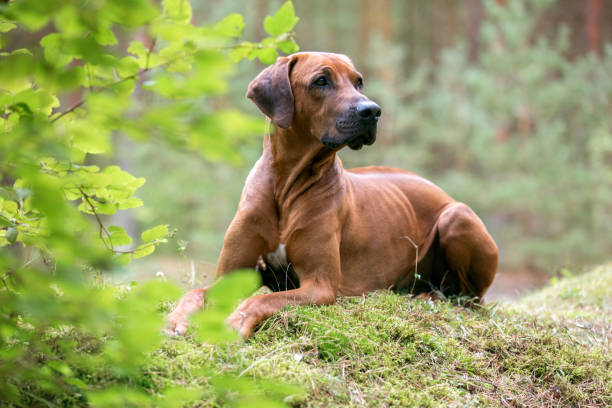istock Portrait of a rhodesian ridgeback dog. 1146623805