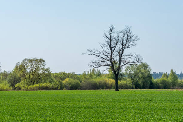 istock Single Large Bare Tree in a Green Meadow in Latvia 1146626425