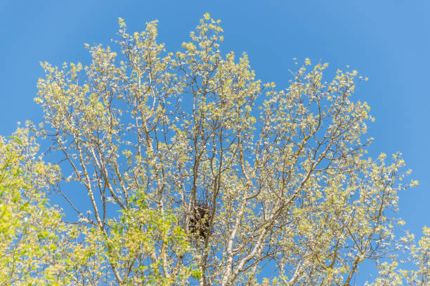 istock Birch Tree Beginning to Bloom in Early Spring in Latvia and Clear Blue Sky 1146626881