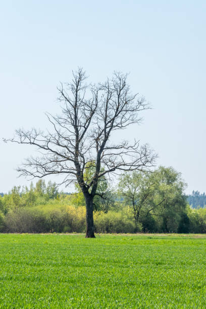 istock Single Large Bare Tree in a Green Meadow in Latvia 1146627866