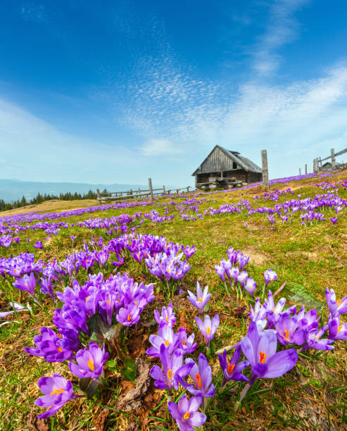istock Purple Crocus flowers on spring mountain 1146628964