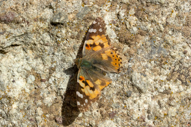 istock colorful butterfly on stone 1146629666