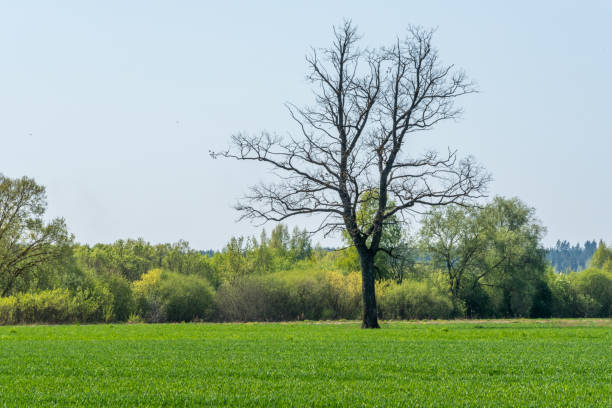 istock Single Large Bare Tree in a Green Meadow in Latvia 1146629768