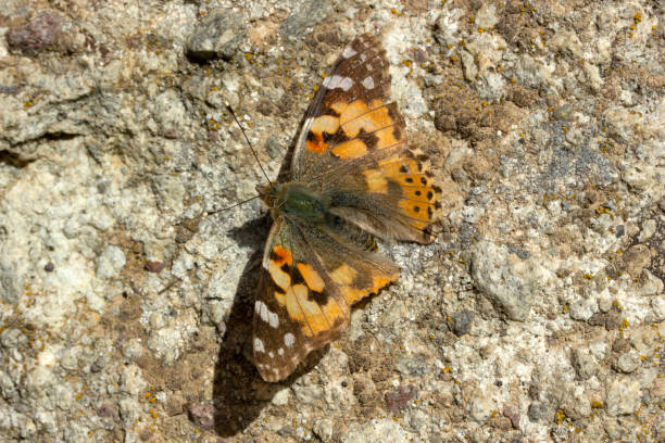 istock colorful butterfly on stone 1146630234
