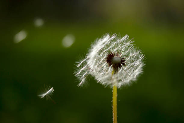 istock dandelion seeds in the garden 1146631609