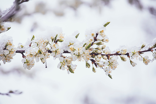 Sudden snowfall covering cherry tree blossoms with snow and ice in springtime in May, Northern Europe. Climate change concept. Instagram style filter, artistic colors.