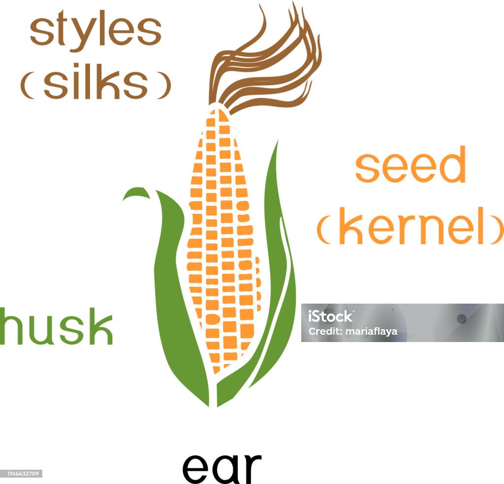 Parts of plant. Morphology of ripe corn ear with titles Biology stock vector