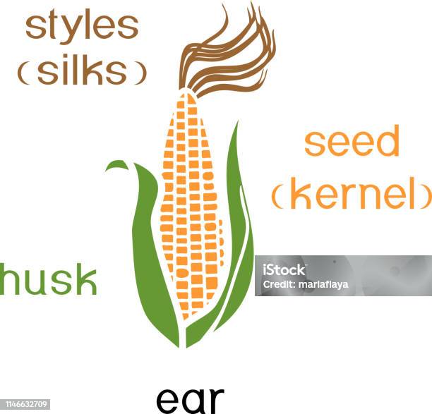 Parts Of Plant Morphology Of Ripe Corn Ear With Titles Stock Illustration - Download Image Now