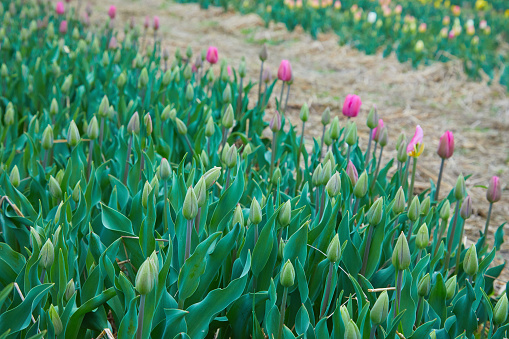 Red Tulips growing in agricultural fields in the Noordoospolder in Flevoland, The Netherlands, during springtime. The Noordoostpolder is a polder in the former Zuiderzee designed initially to create more land for farming.