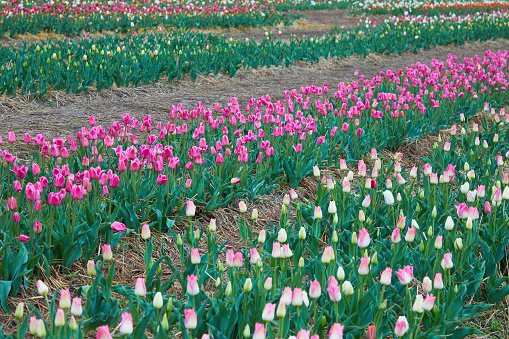 Colorful field with blooming tulips in different colors. Holland tulips bloom in an orangery in spring season.