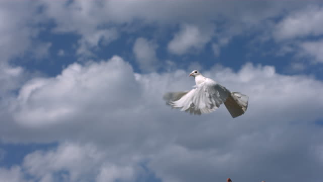 Dove is released into sky, slow motion