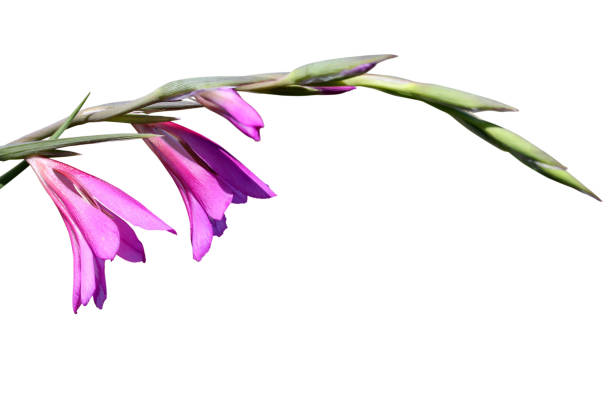 Close up images of Wild Bamboo Orchid (Arundina graminifolia)