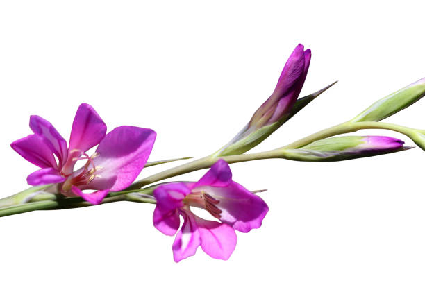 gladiolo selvatico fiore viola - gladiolus single flower stem isolated foto e immagini stock