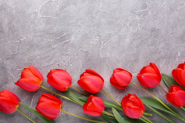 istock Red tulips on a grey concrete background. 1146634780