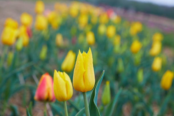 istock field with blooming tulips 1146635004