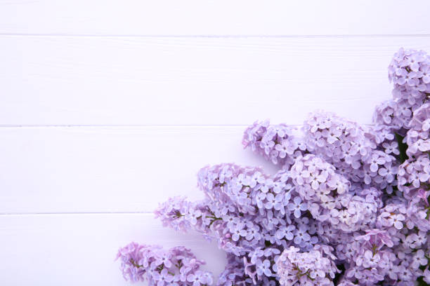 istock Lilac flowers branch on white background with sample text 1146635121
