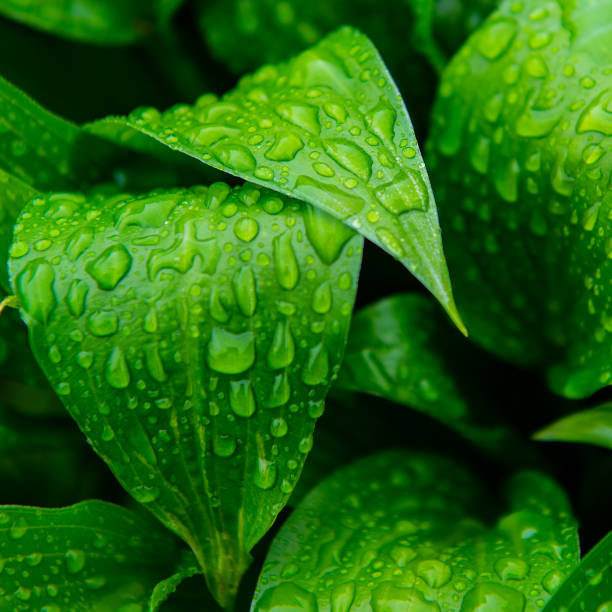 istock Green foliage of plants covered with raindrops. 1146636038