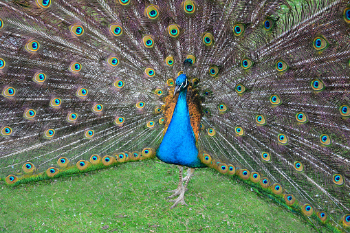 A colorful peacock tap with spread feather crown  (  Pavo cristatus  )