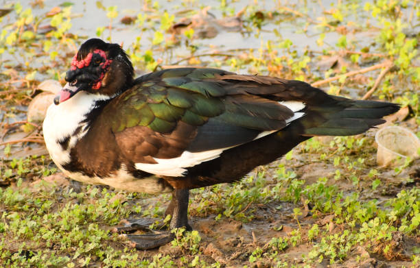 istock The Muscovy duck (Cairina moschata) 1146636514