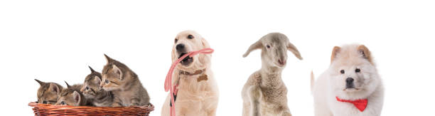 istock Group of variation pet animal. 1146637250