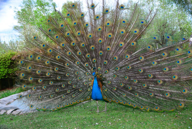 istock Peacock tap with spread feather crown  (  Pavo cristatus  ) 1146637424