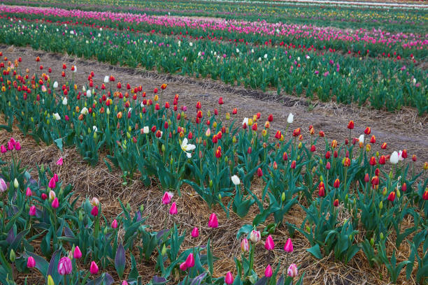 Colorful field with blooming tulips in different colors. Holland tulips bloom in an orangery in spring season.