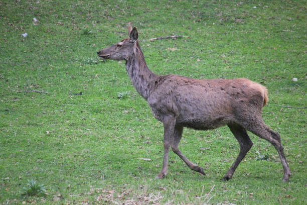 istock deer running in the meadow 1146638495