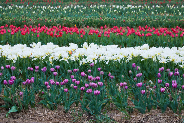 istock field with blooming tulips 1146638769