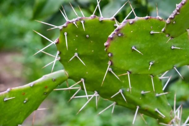 istock close up prickly cactus in nature 1146640216