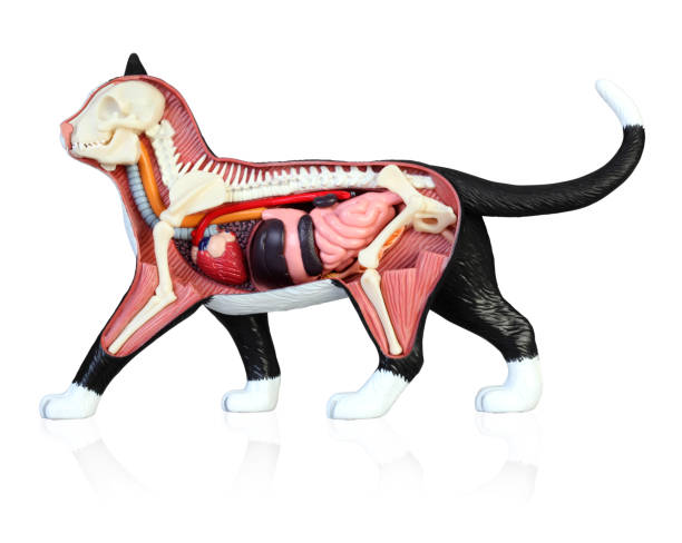 istock Anatomy of a cat 1146641247