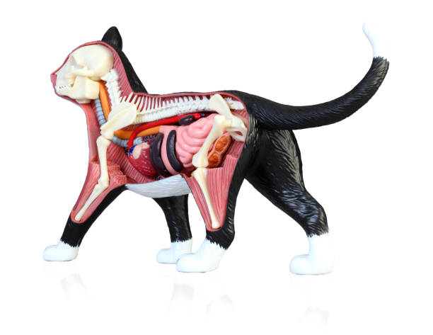 istock Anatomy of a cat 1146641252