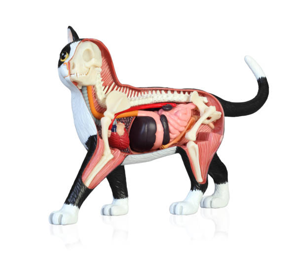 istock Anatomy of a cat 1146641254