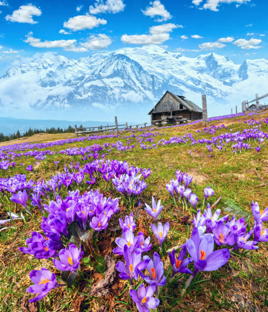 春の山に紫クロッカスの花 - spring crocus temperate flower european alps ストックフォトと画像