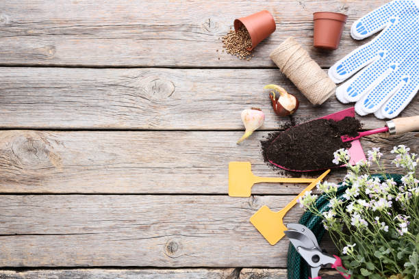 istock Garden tools with flowers on grey wooden table 1146643587