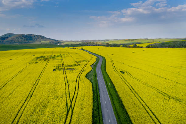 istock Aerial view on colza field 1146643832