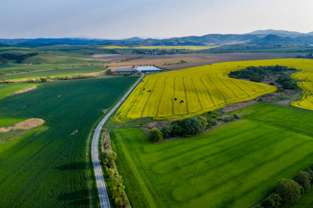 istock Aerial view on colza field 1146643851
