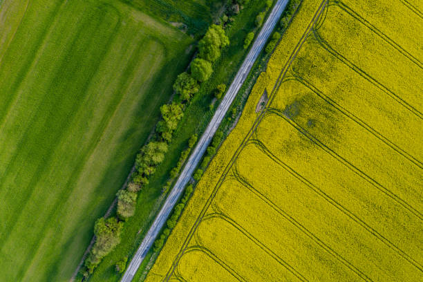 istock Aerial view on colza field 1146643891