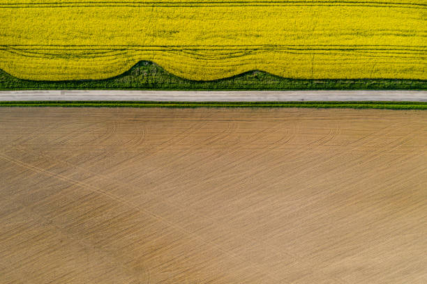 istock Aerial view on colza field 1146643954