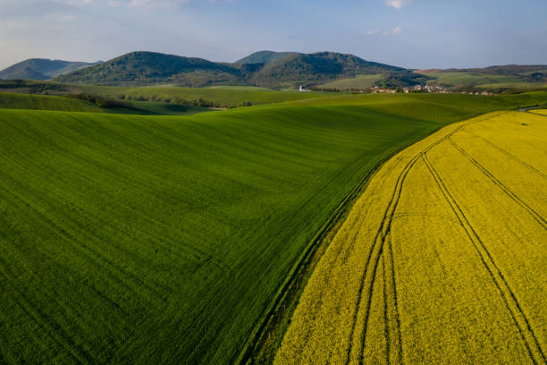 istock Aerial view on colza field 1146643992