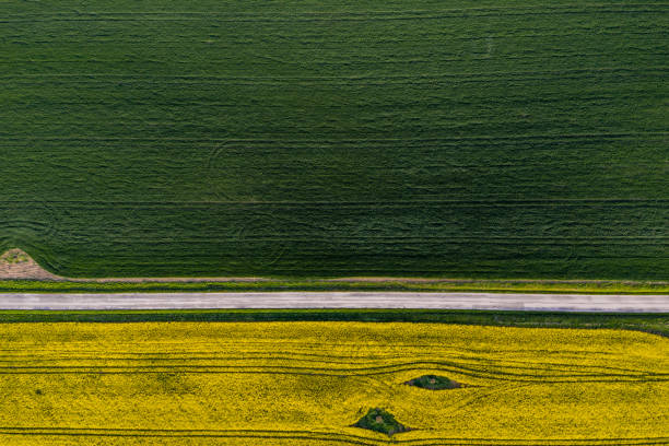 istock Aerial view on colza field 1146644001