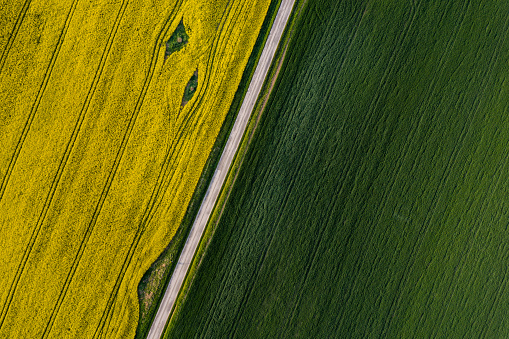 agriculture, colza field, drone view, summer